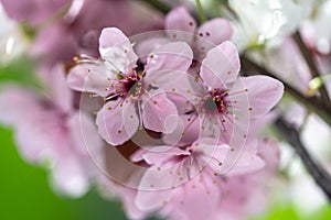 Branch of blossoming apricot with pink flowers closeup. Japanese Sakura cherry blossoms. Spring time