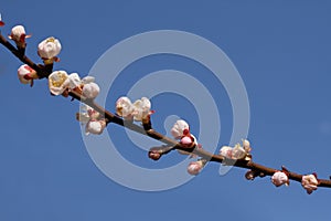 A branch of a blossoming apricot tree against blue sky background