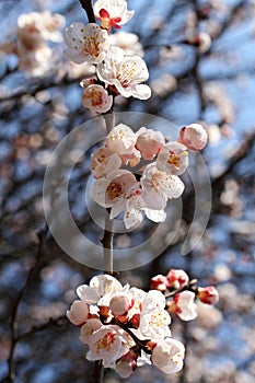 A branch of a blossoming apricot tree against blue sky background