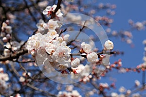 A branch of a blossoming apricot tree against blue sky background