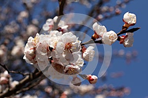 A branch of a blossoming apricot tree against blue sky background