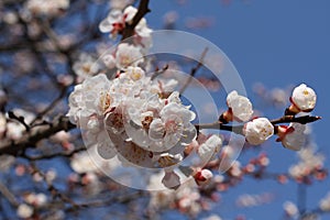 A branch of a blossoming apricot tree against blue sky background. Closeup