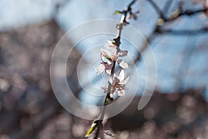 Blossoming apricot tree with pink flowers on blue sky background in sun rays light