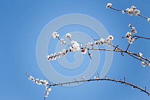 Branch of blossoming apricot tree with pink flowers on blue sky background in sun rays light.