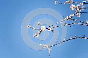 Branch of blossoming apricot tree with pink flowers on blue sky background in sun rays light.