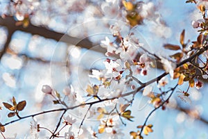 Branch of blossoming apricot tree with pink flowers on blue sky background in sun rays light.