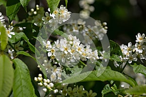 Branch of the blossoming bird cherry