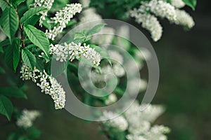 Branch of blossoming bird-cherry tree in a spring garden