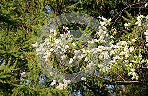 Branch of blossoming bird cherry tree