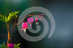 Branch with blossoming of the bright and unusual pink flowers The Broken Heart. The spring nature in April. Background.