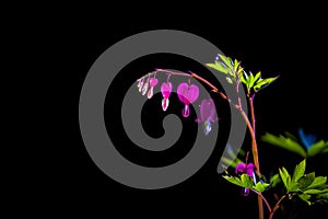 Branch with blossoming of the bright and unusual pink flowers The Broken Heart. The spring nature in April. Background.