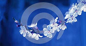 branch of blossoming cherry on blue background