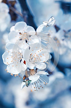 branch of blossoming cherry on a blue background, butterflies fly around cherry blossoms