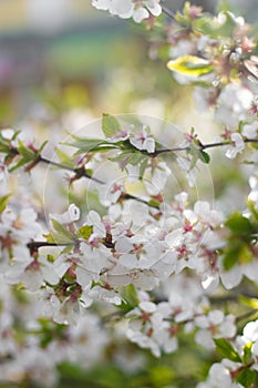 A branch of a blossoming cherry bush. Flowering plant. White flowers. Spring bush
