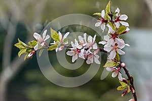Branch of the blossoming cherry