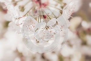 Branch of blossoming cherry close-up, selective focus. Floral natutal background. Spring concept