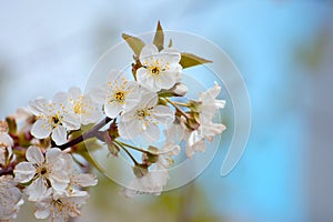 Branch of blossoming cherry in the garden against the background