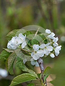 Branch of the blossoming cherry-tree