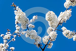 Branch of a blossoming cherry tree