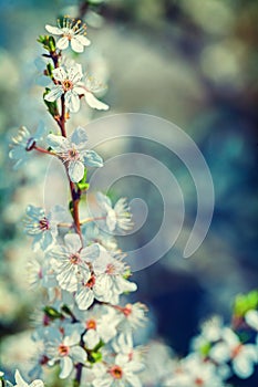 Branch of blossoming cherry tree on blurred