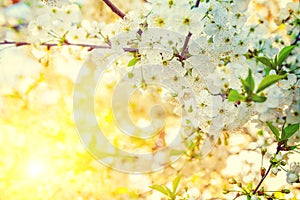 Branch of blossoming cherry tree in evening