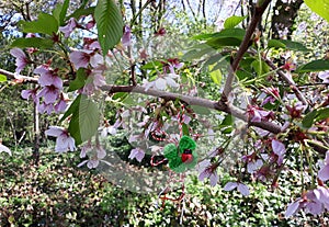 Branch of blossoming cherry tree with a handmade Martisor.