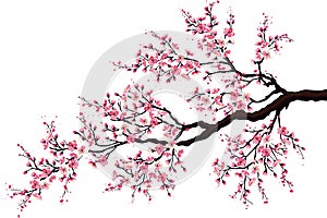 Branch of a blossoming cherry photo