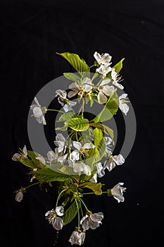 branch of blossoming cherry with white flowers on a black background. Springtime concept