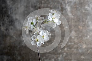 branch of blossoming cherry with white flowers on a gray concrete background. Springtime concept