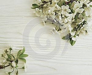 Branch of blossoming cherry on a white wooden background, spring
