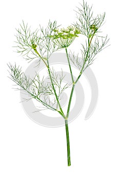 Branch of blossoming dill isolated on white