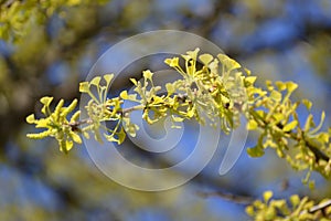 Branch of the blossoming ginkgo two-bladed Ginkgo biloba L. against the sky