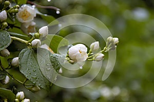 On the branch of a blossoming Jasmine flower in rain drops.Summer flowering of plants.