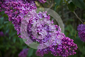 Branch of a blossoming lilac