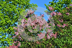 Branch of blossoming lilac.