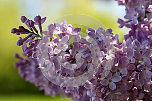 A branch of blossoming lilac