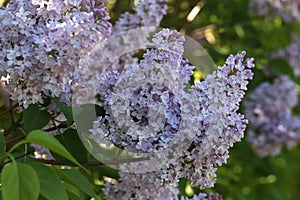 A branch of blossoming lilac