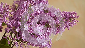 A branch of blossoming lilac