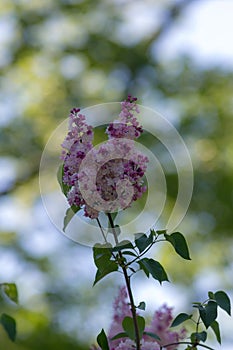 Branch of a blossoming lilac