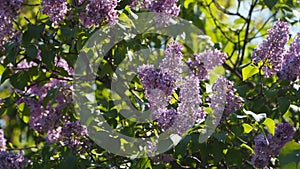 Branch of blossoming lilac.