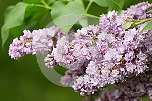 Branch of blossoming lilac