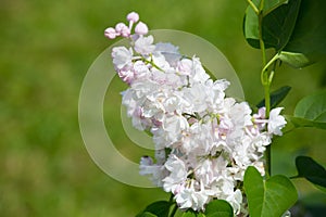 Branch of blossoming lilac