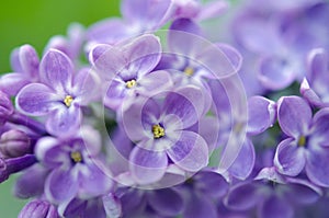 Branch of a blossoming lilac