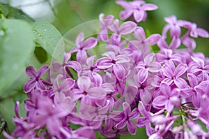 Branch of a blossoming lilac