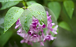 Branch of a blossoming lilac