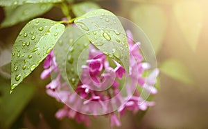 Branch of a blossoming lilac