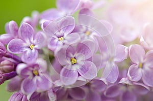 Branch of a blossoming lilac