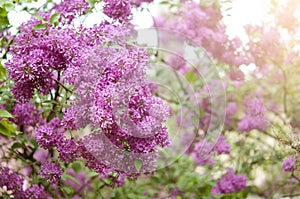 Branch of a blossoming lilac