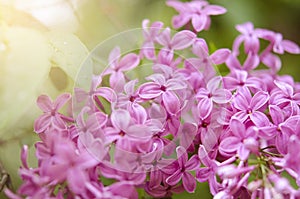 Branch of a blossoming lilac