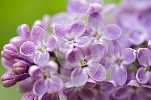 Branch of a blossoming lilac